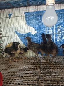 Anak ayam black Australorp 