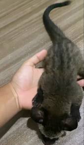 Musang pandan