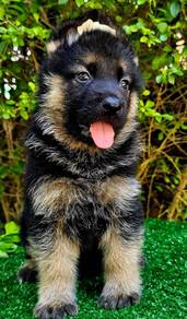 GERMAN SHEPHERD PUPPIES GSD74 - Boy Girl