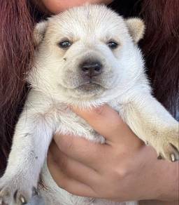huski mix anjing kg