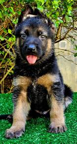 GERMAN SHEPHERD PUPPIES GSD75 - Boy Girl
