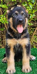 GERMAN SHEPHERD PUPPIES GSD76 - Boy Girl