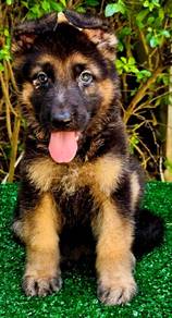 GERMAN SHEPHERD PUPPIES GSD78 - Boy Girl