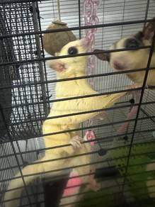 sugar glider