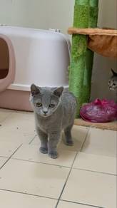 Munchkin Bsh (Cheapest)