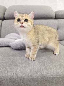 BSH British shorthair golden color kitten