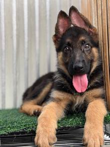 German Shepherd High Quality Female