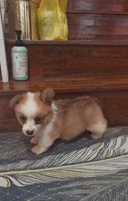 Corgi Puppy (Long Coat) (Imported lineage)