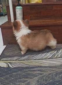 Corgi Puppy (Long Coat) (Imported lineage)