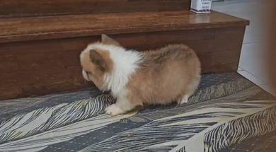 Corgi Puppy (Long Coat) (Imported lineage)