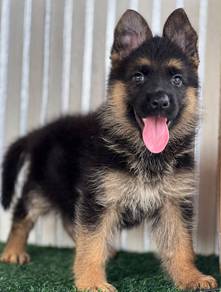 German Shepherd High Quality Female
