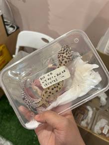 Gecko RUS HR 