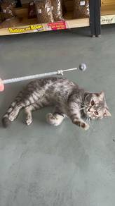 American Shorthair Male