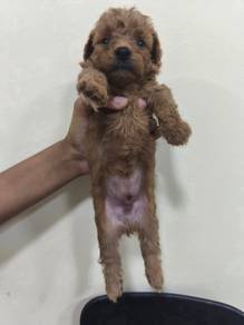Toy poodle Male puppy