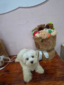 Maltese 