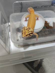 0.1 Leopard Gecko
