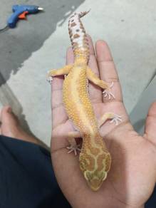 1.0 Leopard Gecko