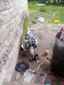 ibu ayam rinting murai