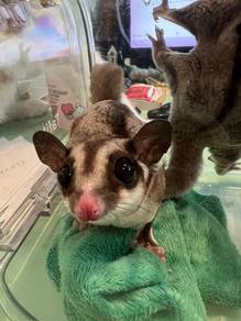 Pair of sugar gliders + cage