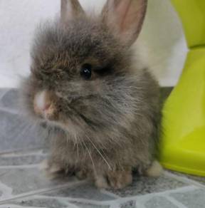beautiful rabbit