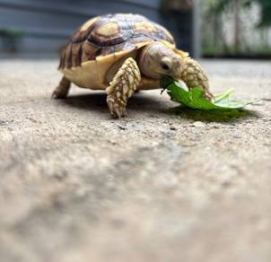 big Sulcata tortoise