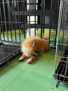Pomeranian Puppy 