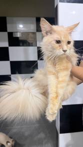 Mainecoon
