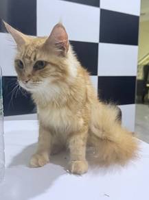 Mainecoon