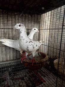 Burung Merpati German Beauty