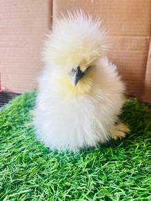 ayam americam silkie