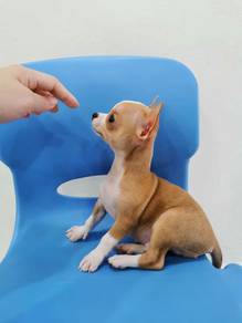Cute! 吉娃娃 Chihuahua Puppy Apple Head 🍎 Male 2710B