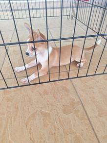 Promo! Pure🔥 Chihuahua Puppy Male 2710E