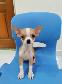 Small ! Chihuahua Puppy Apple Head 🍎 Male 2710C