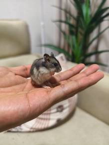 Winter White Hamster