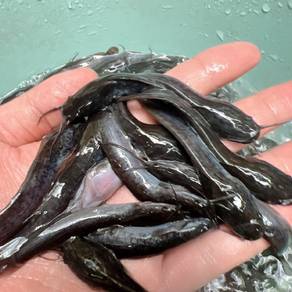Anak Ikan Keli Afrika Sihat Aktif | COD Seremban 2