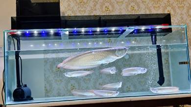 Arowana saiz dalam 8-9 inci