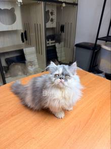 Napoleon Munchkin