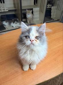 persian (DLH)