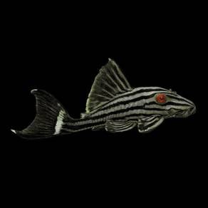 Pleco L190