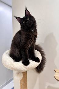 2x Mainecoon pure breed non cert