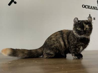 Munchkin Supershort (Female)