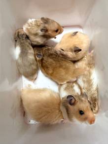 Hamster (Syrian Bigbone)