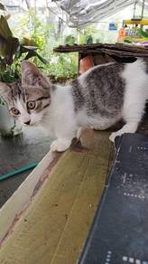 Munchkin Kitten