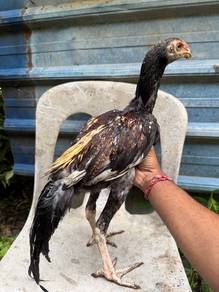 ayam Aseel cross Oshamo