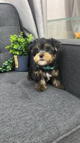 YorkiemaleLM-1Dob : 16-08-26