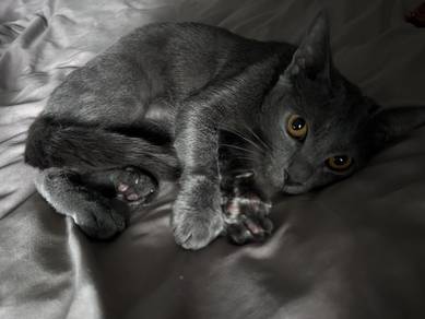 bsh (7 month old )