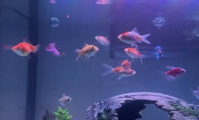 Ikan Common dan Comet Goldfish 7 ekor🐠🐟