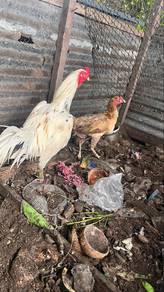 Ayam ratu