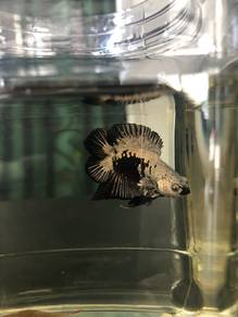 Ikan Betta