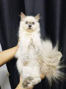 siberian longhair for sale